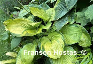 Hosta Sumsational